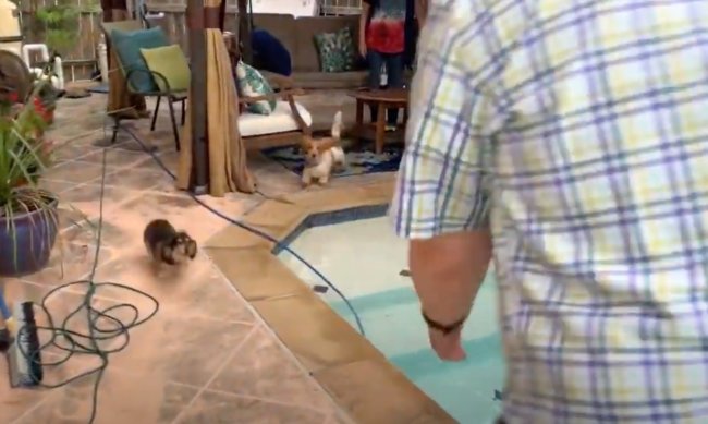 ダックスフンド,動画