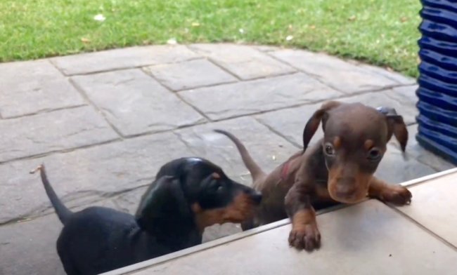 ダックスフンド,動画