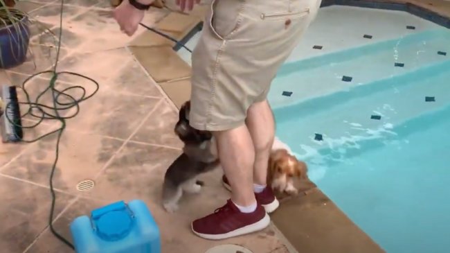 ダックスフンド,動画