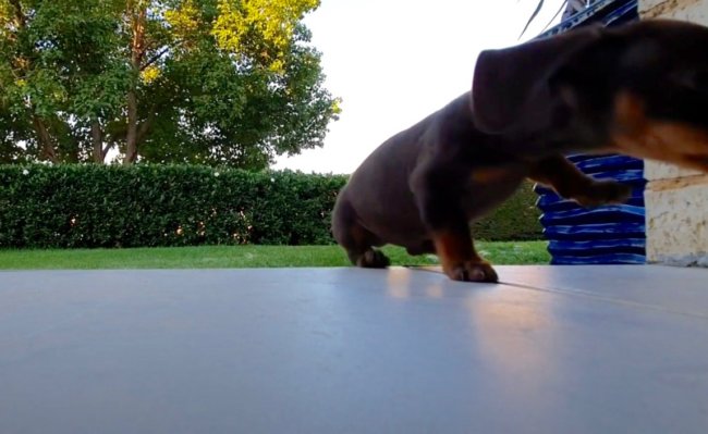 ダックスフンド,動画