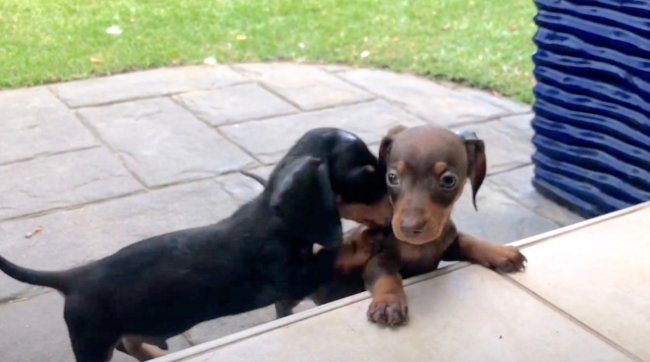 ダックスフンド,動画