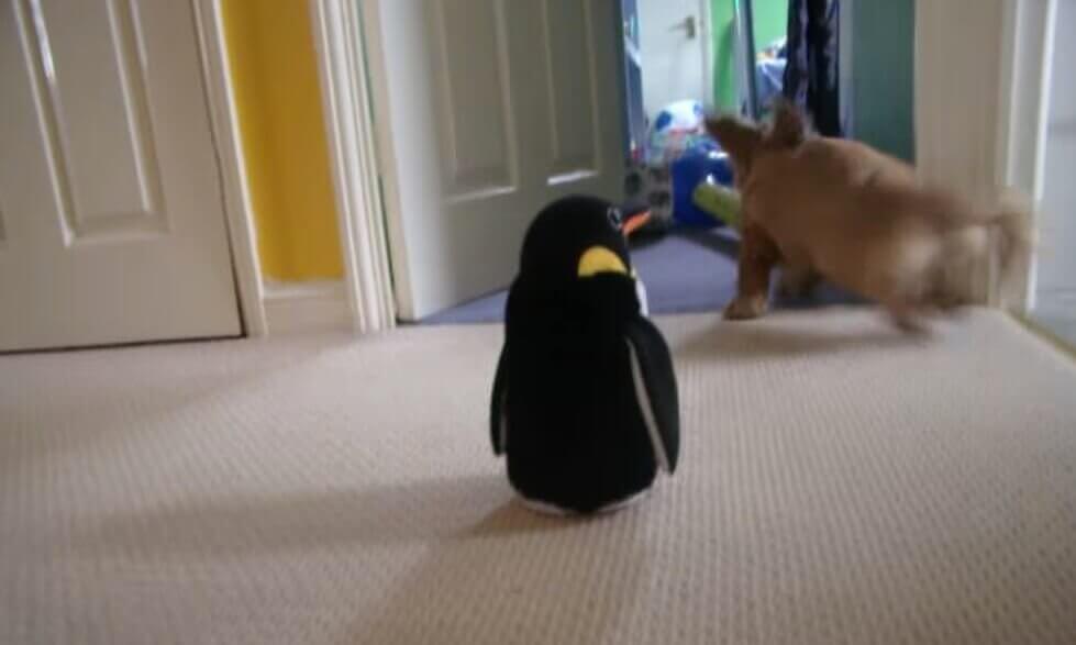 ダックスフンド,動画