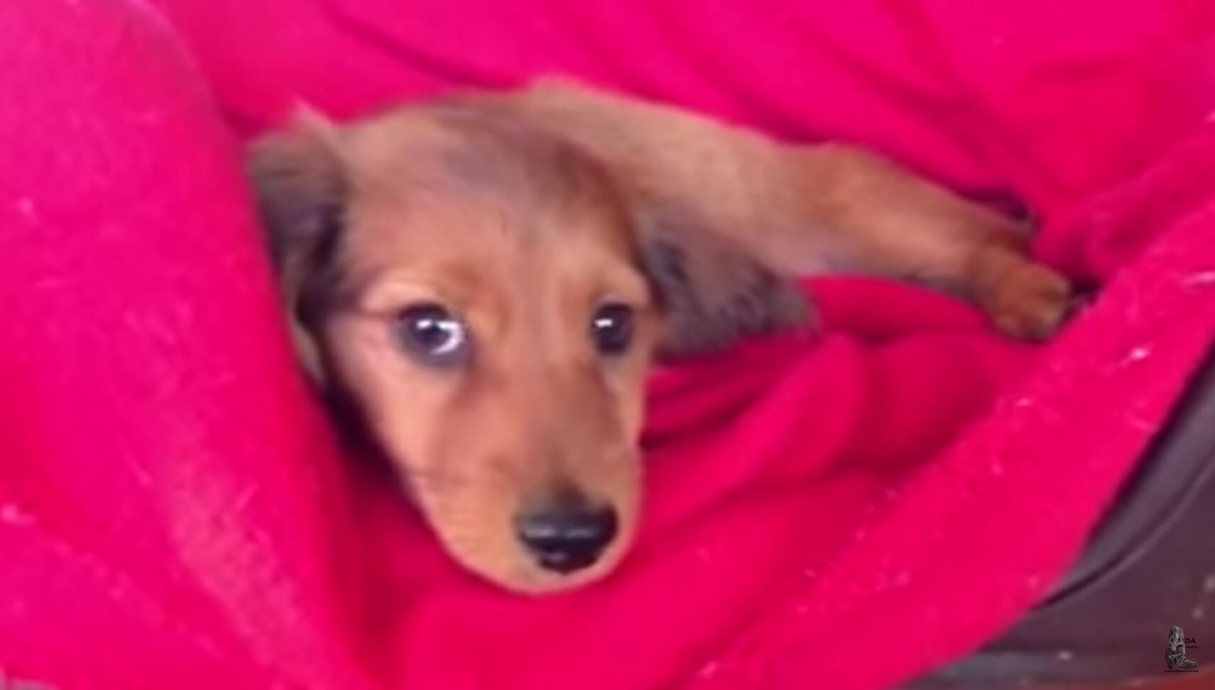 ダックスフンド,動画