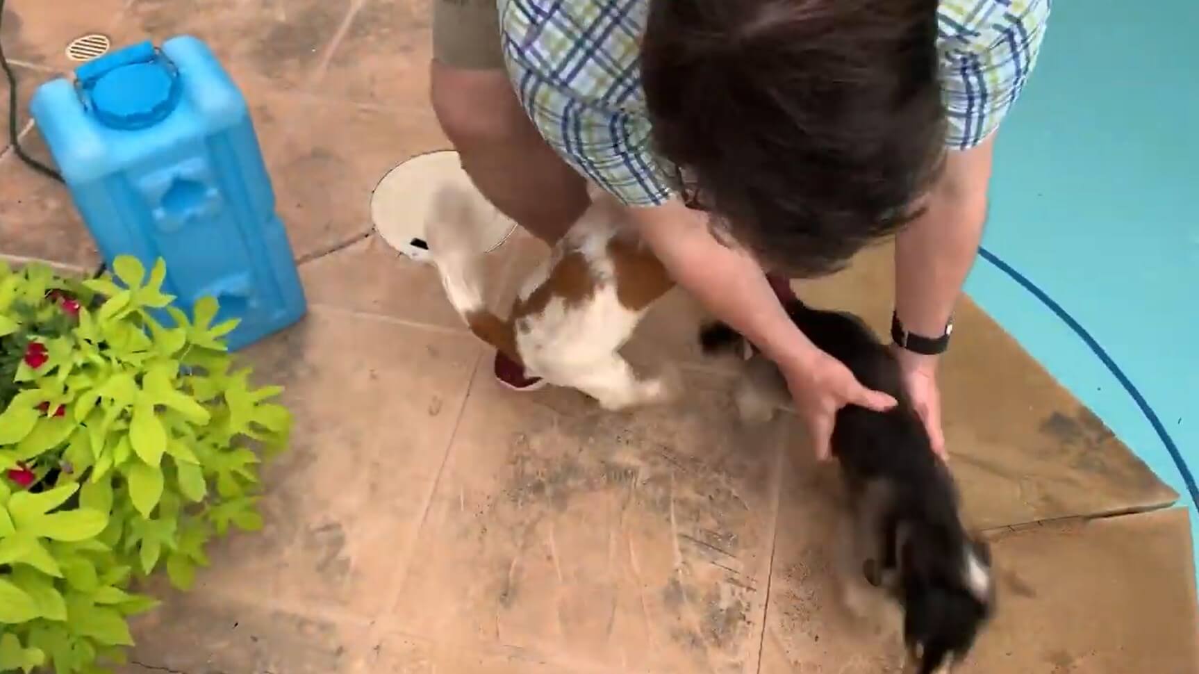 ダックスフンド,動画