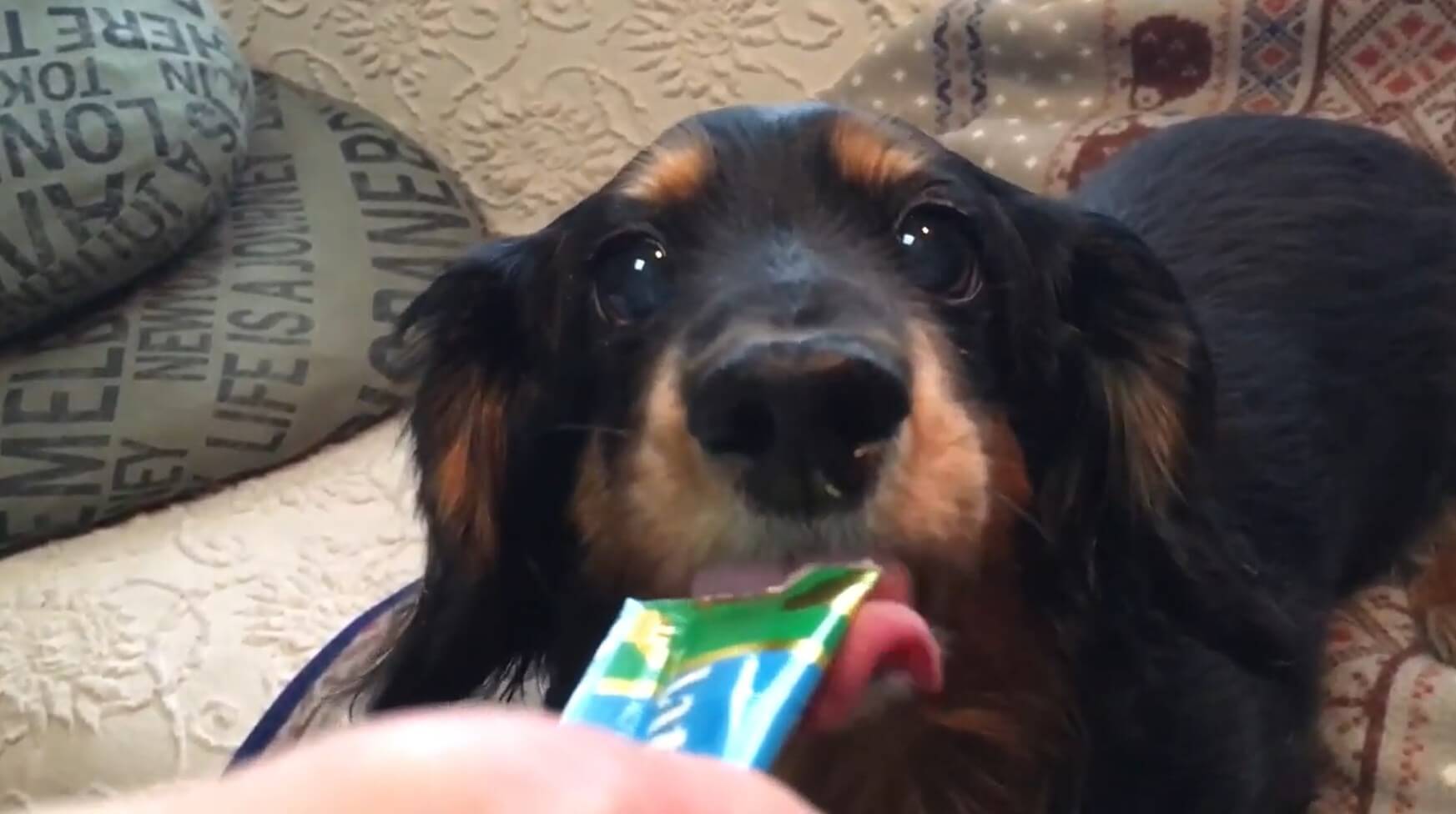 ダックスフンド,動画