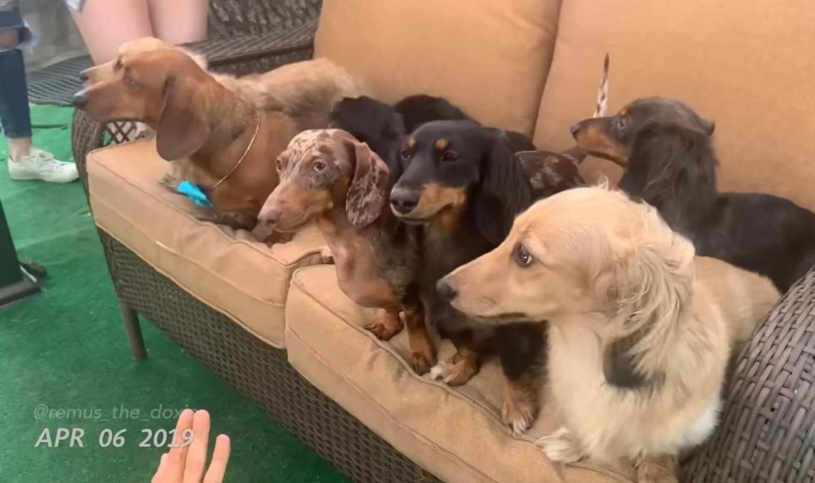 ダックスフンド,動画