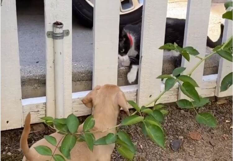 ダックスフンド,動画