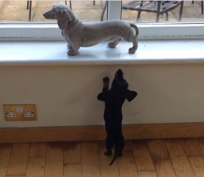 ダックスフンド,動画