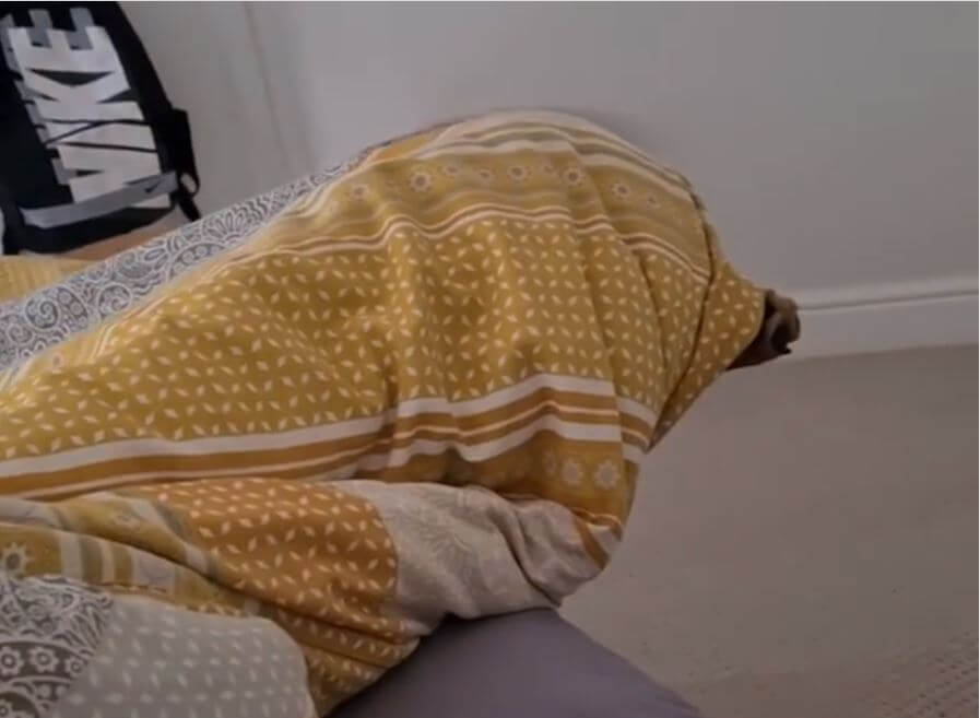 ダックスフンド,動画