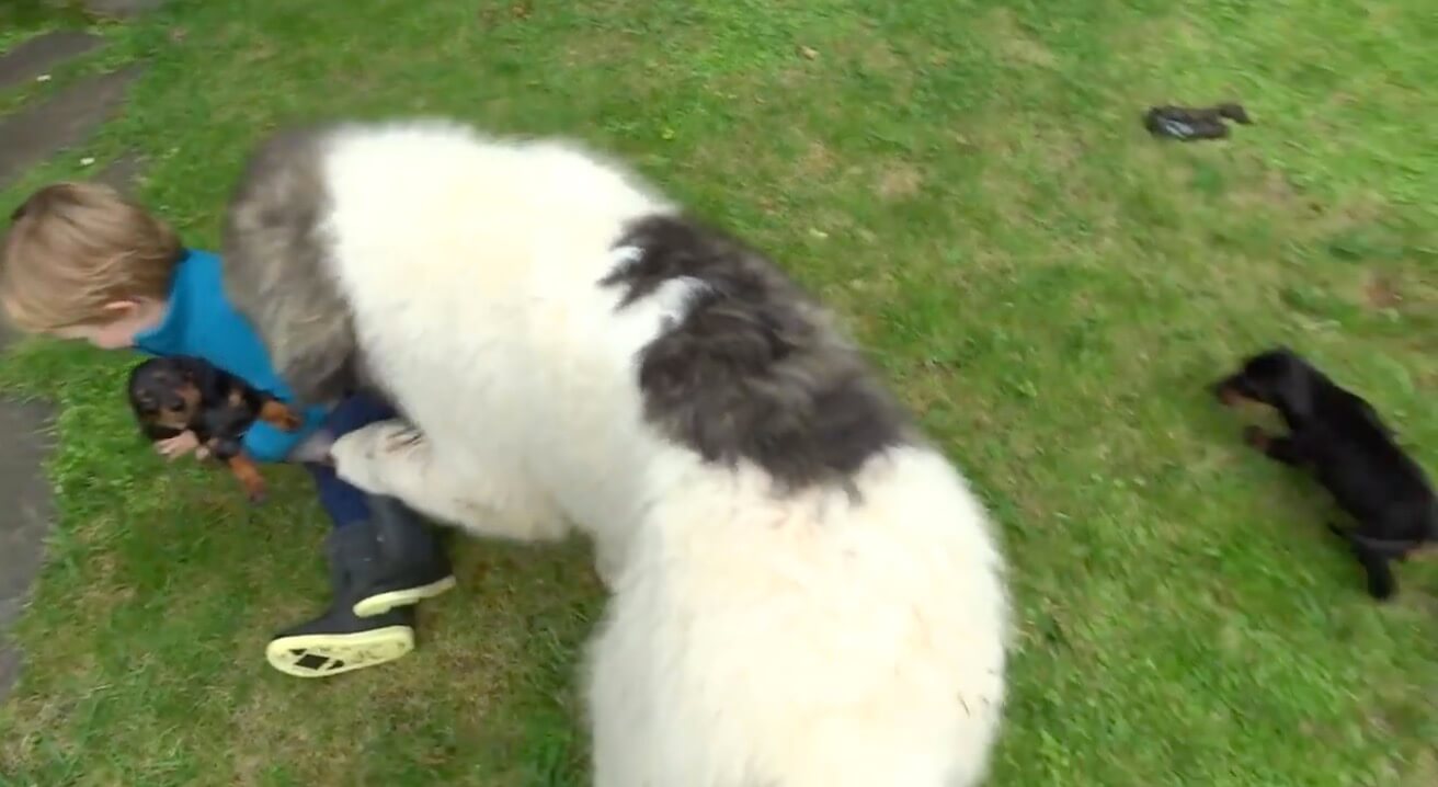 ダックスフンド,動画