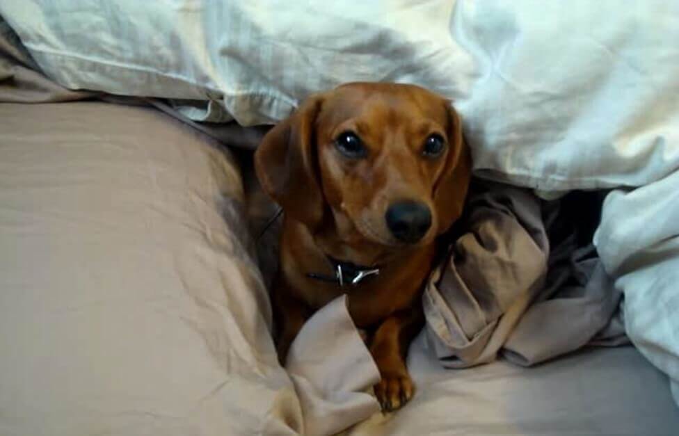 ダックスフンド,動画