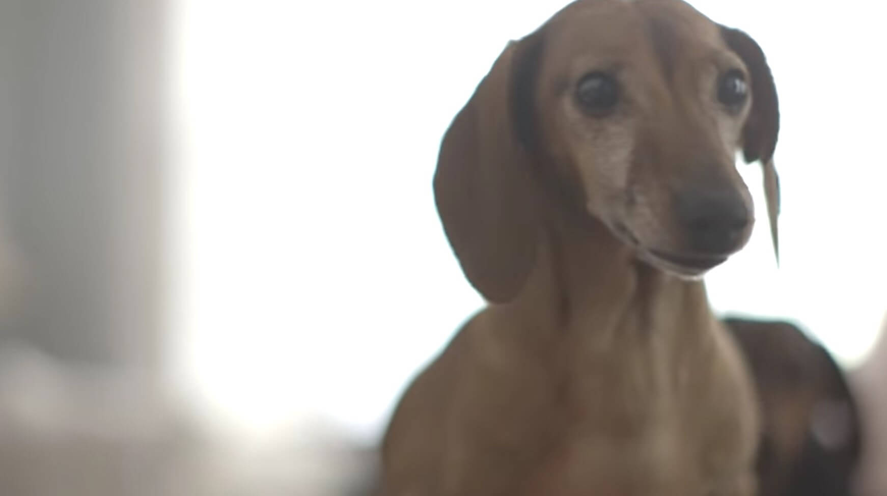 ダックスフンド,動画