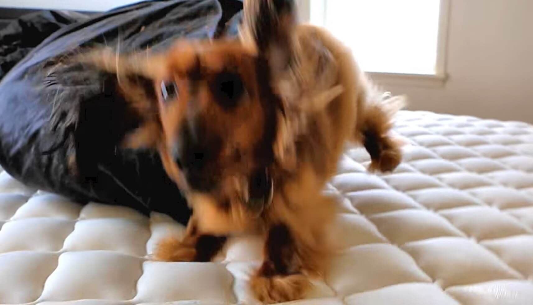 ダックスフンド,動画