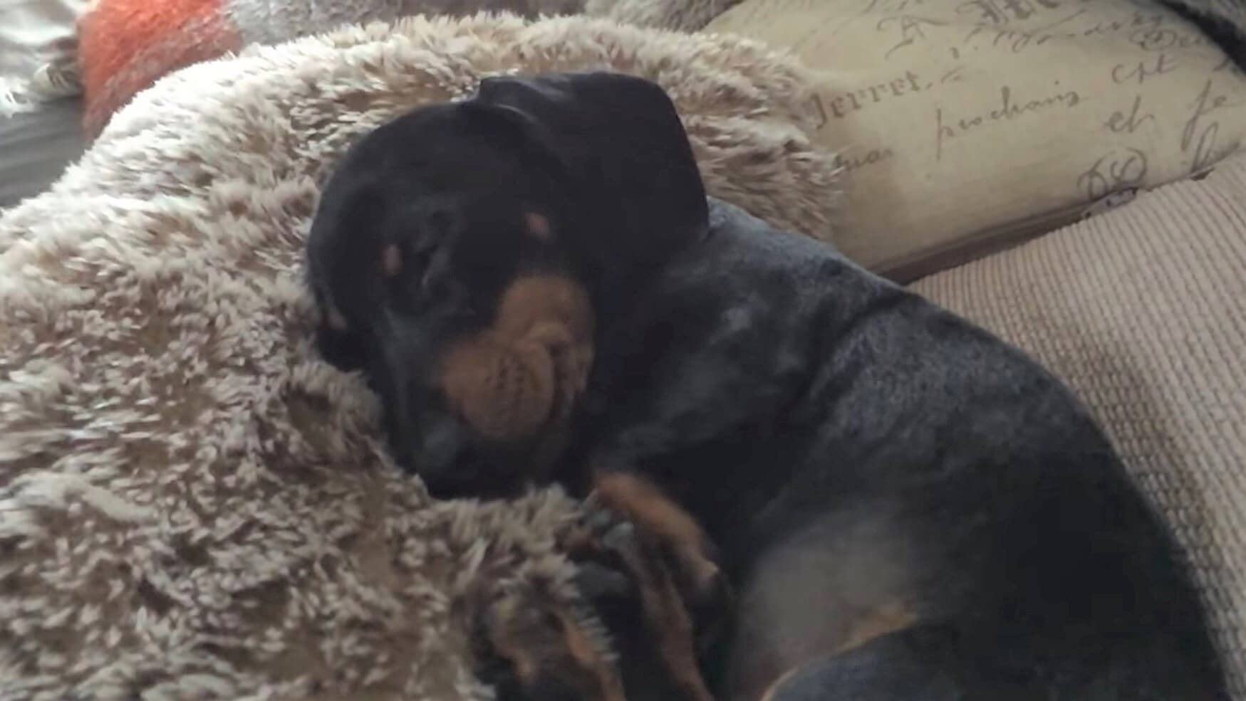 ダックスフンド,動画