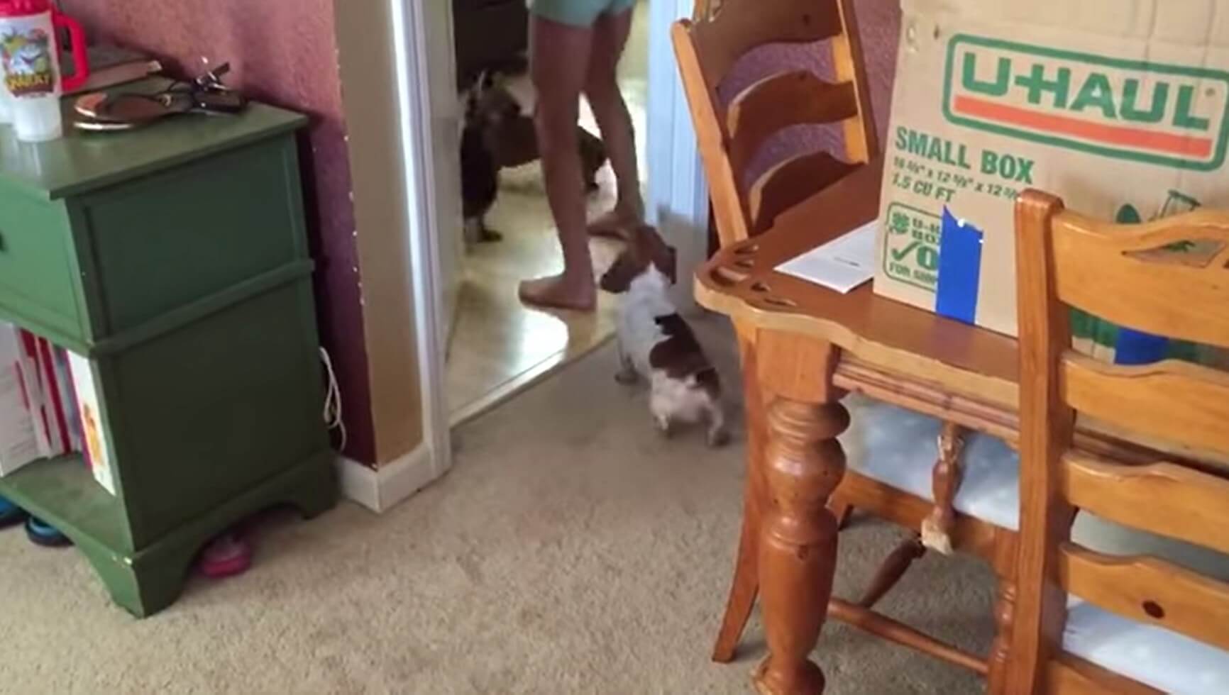 ダックスフンド,動画