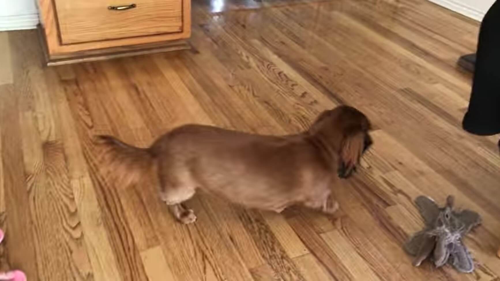 ダックスフンド,動画