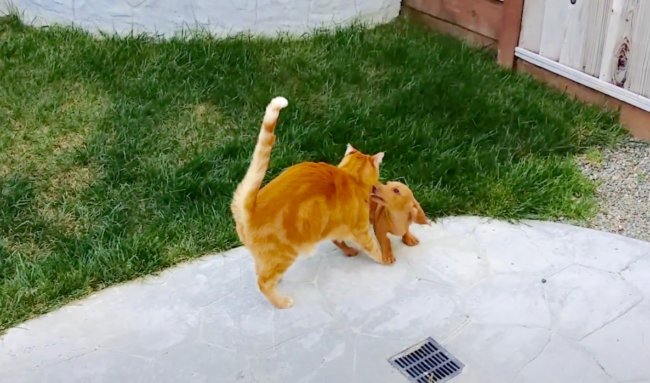 ダックスフンド,動画