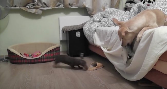 ダックスフンド,動画