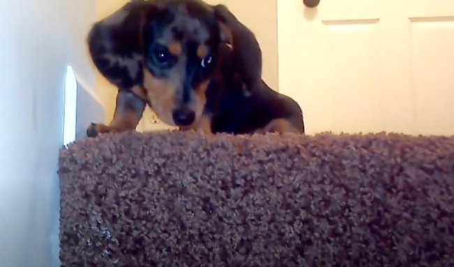 ダックスフンド,動画