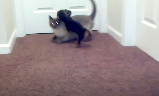 ダックスフンド,動画