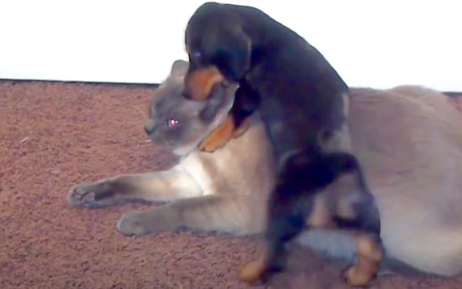 ダックスフンド,動画