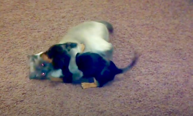 ダックスフンド,動画