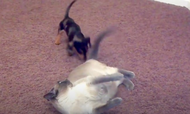 ダックスフンド,動画