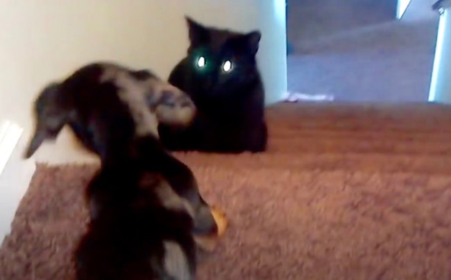 ダックスフンド,動画