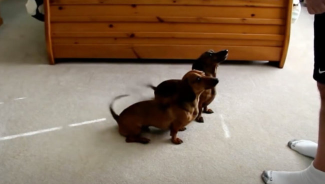 ダックスフンド,動画