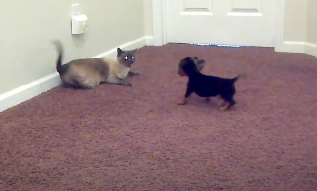 ダックスフンド,動画