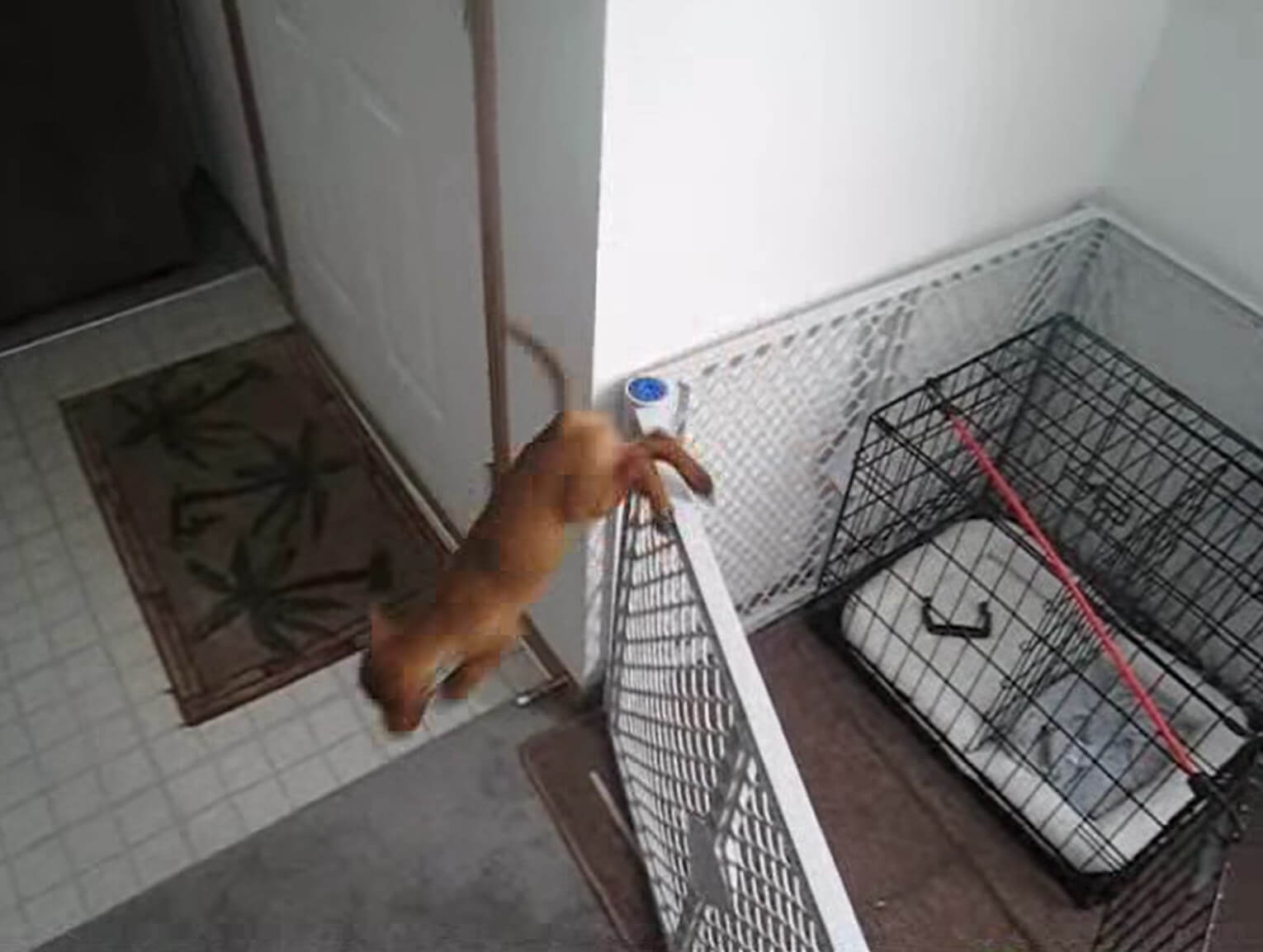 ダックスフンド,動画