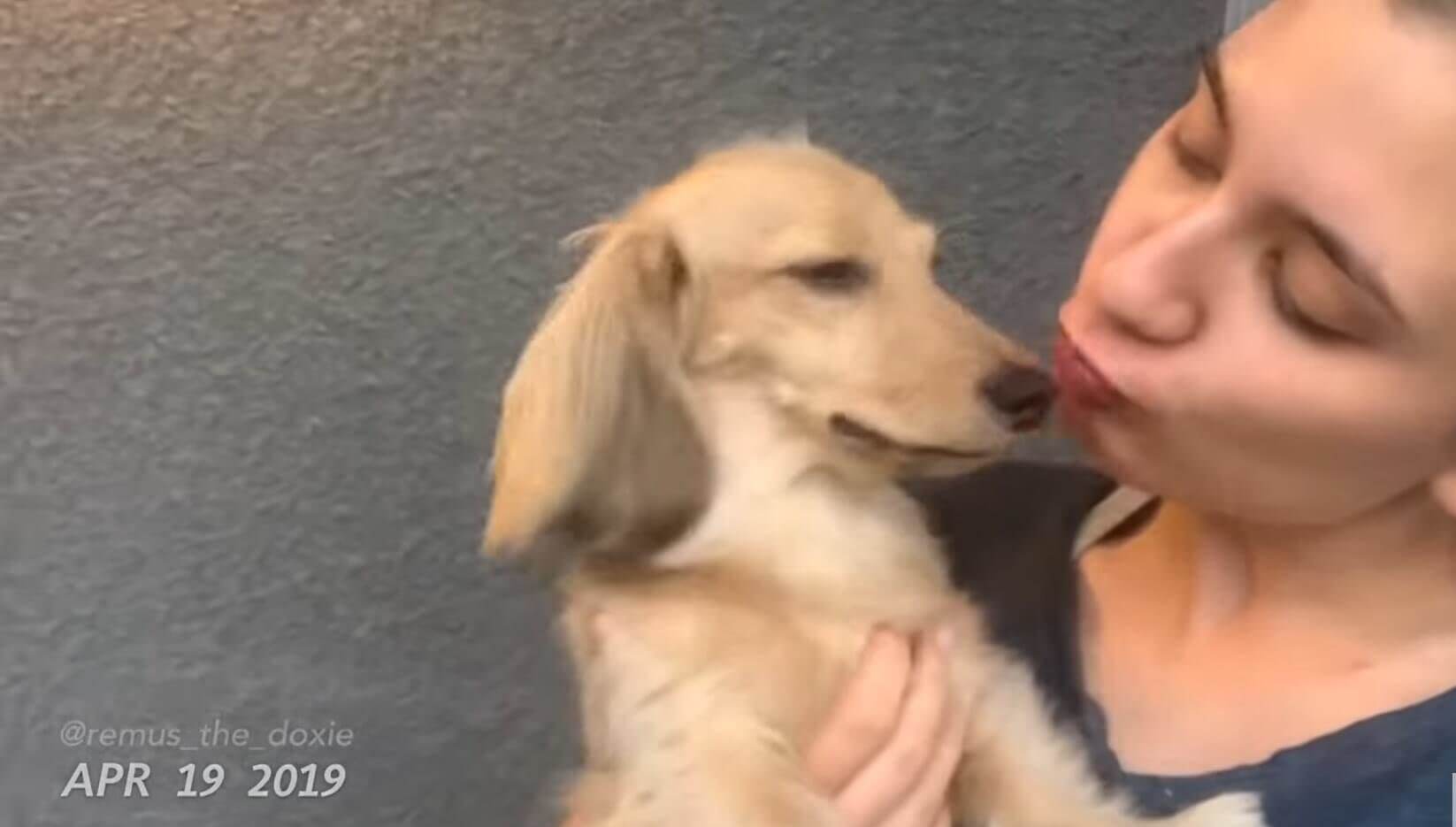 ダックスフンド,動画