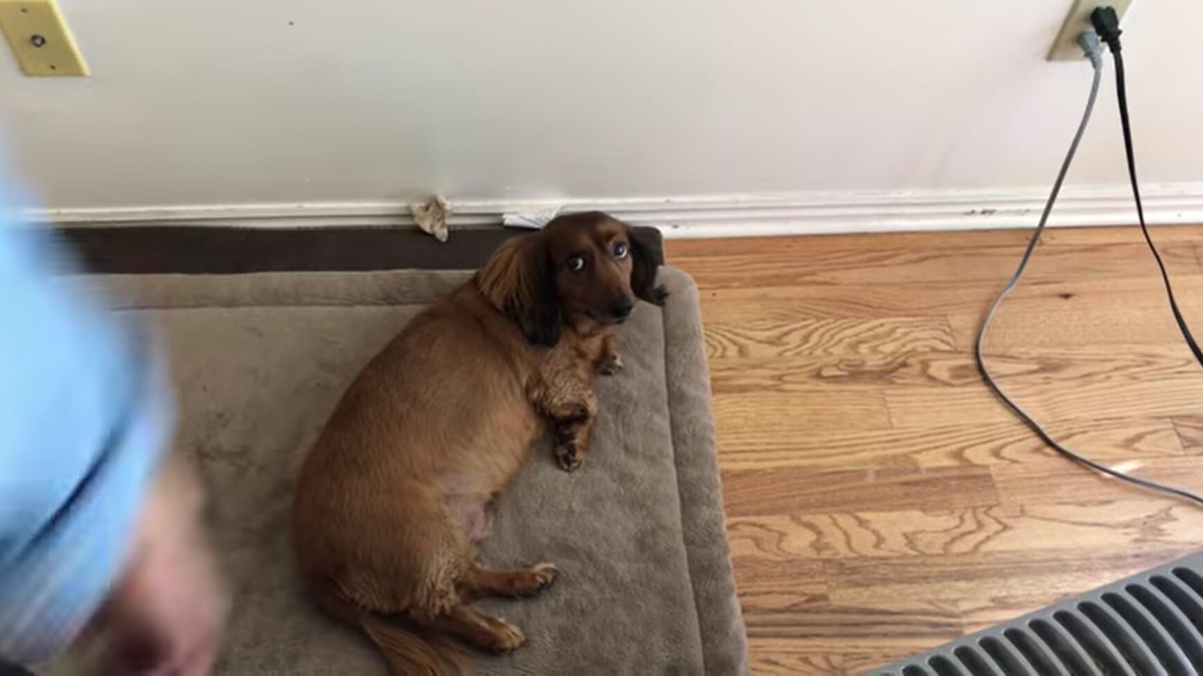 ダックスフンド,動画