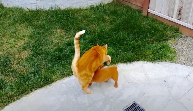 ダックスフンド,動画