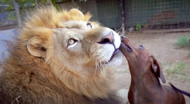 ダックスフンド,動画