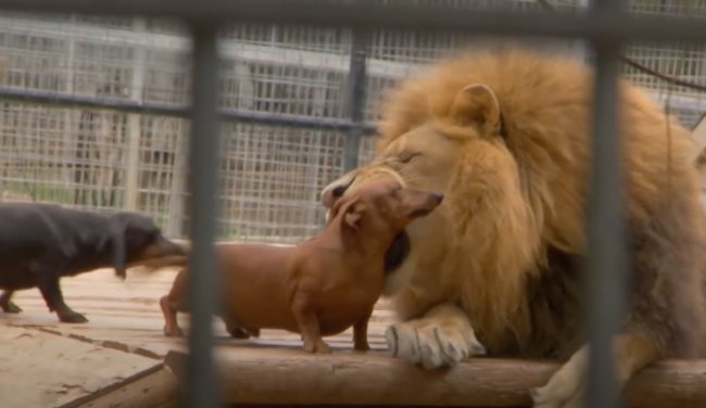 ダックスフンド,動画