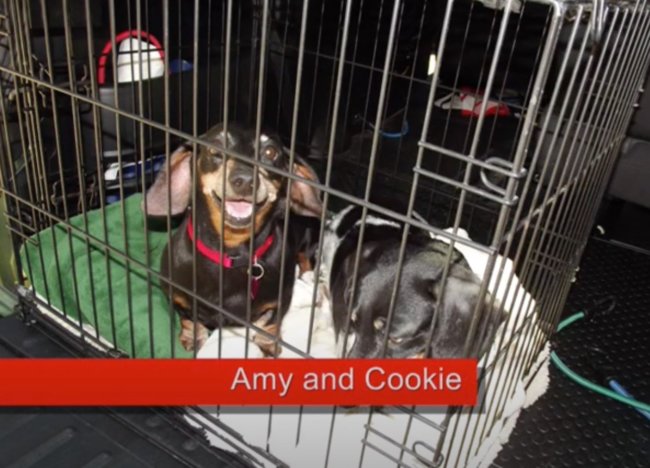 ダックスフンド,動画