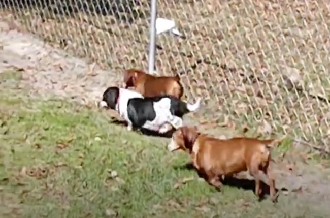 ダックスフンド,動画