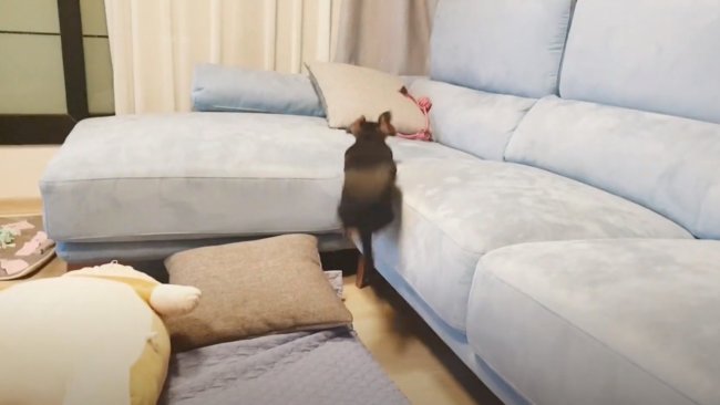 ダックスフンド,動画