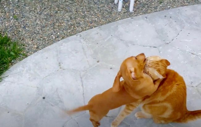 ダックスフンド,動画