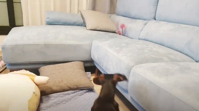 ダックスフンド,動画