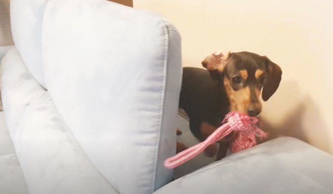 ダックスフンド,動画