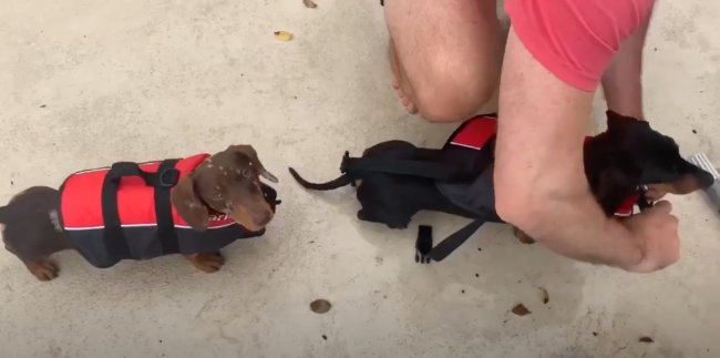 ダックスフンド,動画