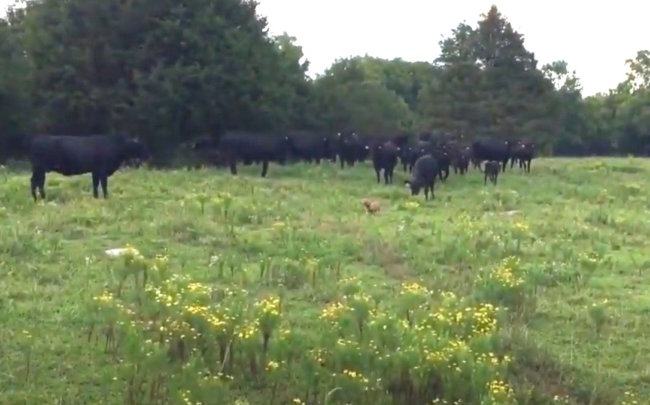 ダックスフンド,動画