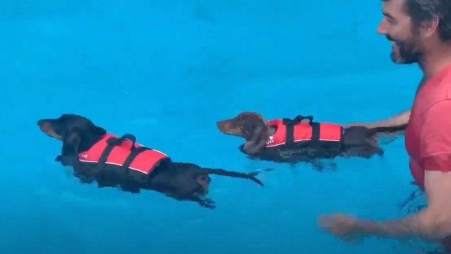 ダックスフンド,動画