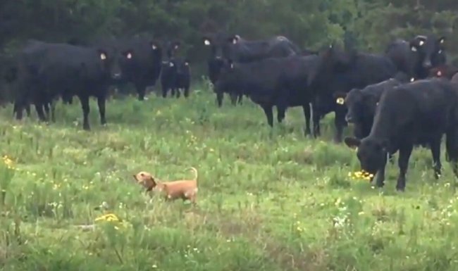 ダックスフンド,動画