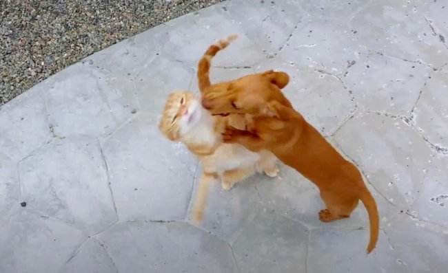 ダックスフンド,動画