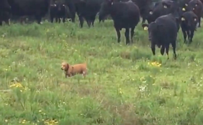 ダックスフンド,動画