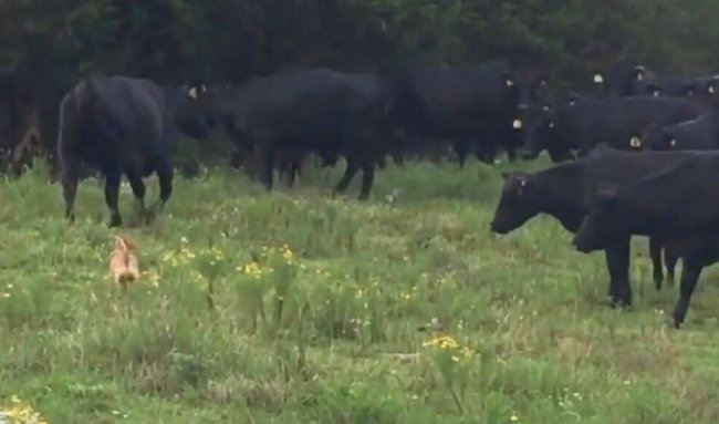 ダックスフンド,動画