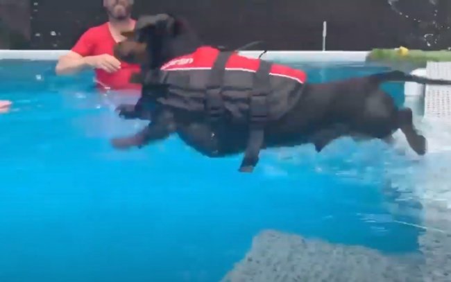 ダックスフンド,動画